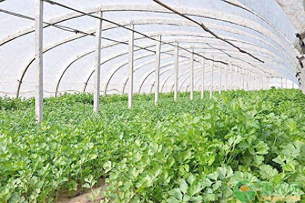 香菜种植时间和方法