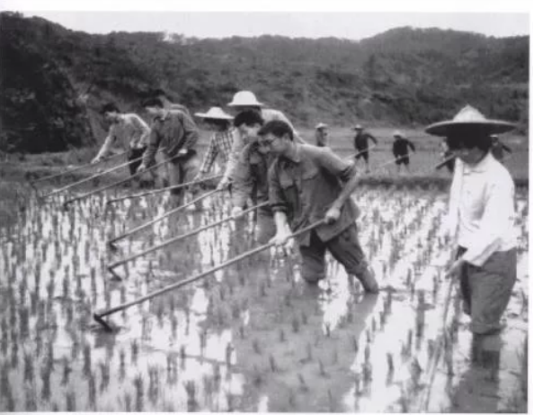 反映知识青年上山下乡的电视剧