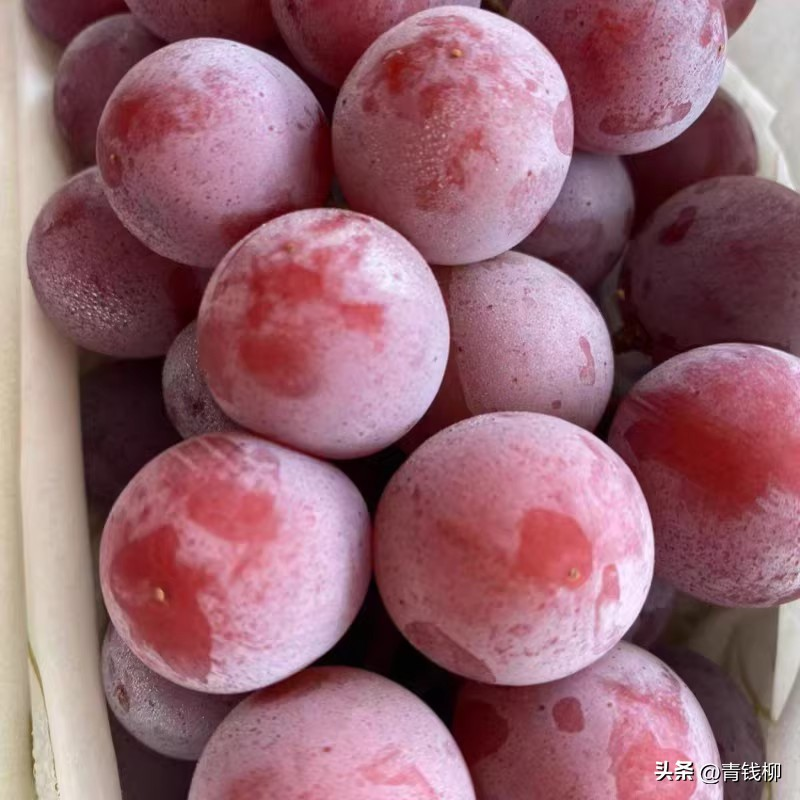 葡萄树种植方法