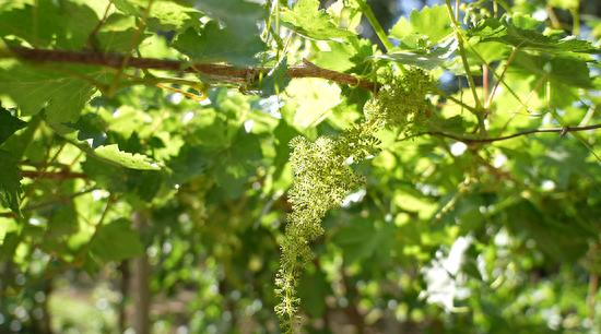 葡萄树种植方法