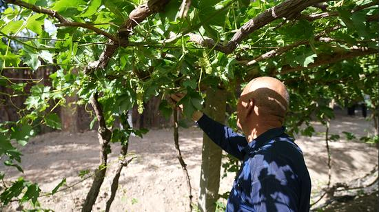 葡萄树种植方法