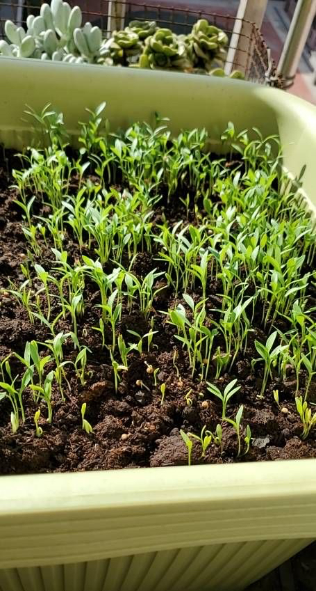 香菜种植时间和方法