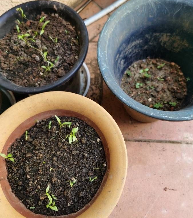 香菜种植时间和方法