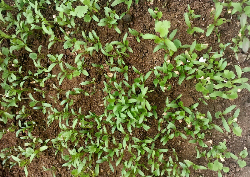 香菜种植时间和方法