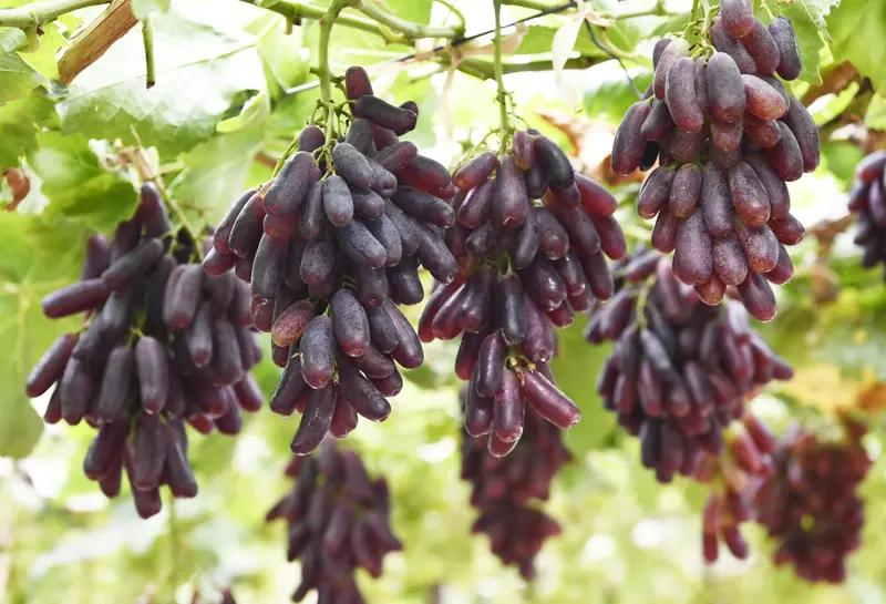 葡萄树种植方法