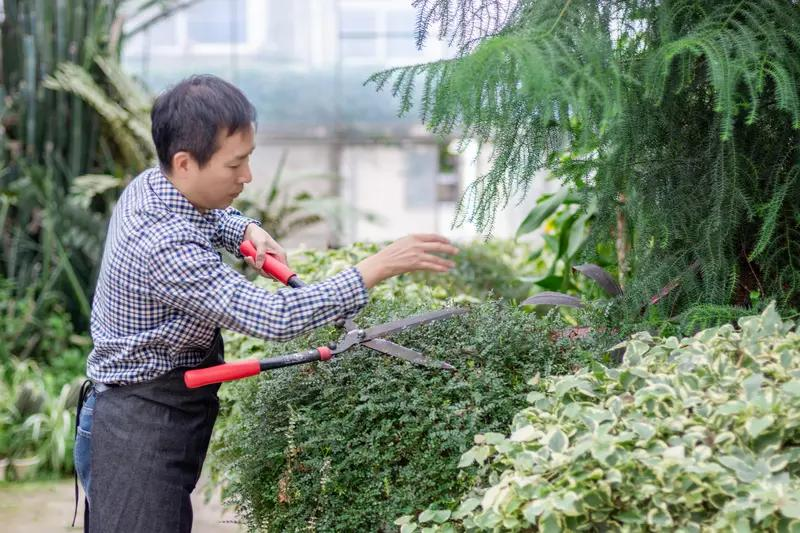 葡萄树种植方法