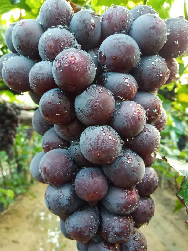 葡萄树种植方法