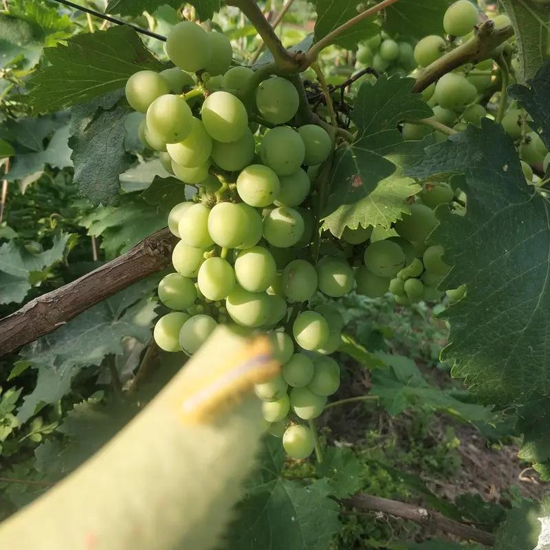 葡萄树种植方法