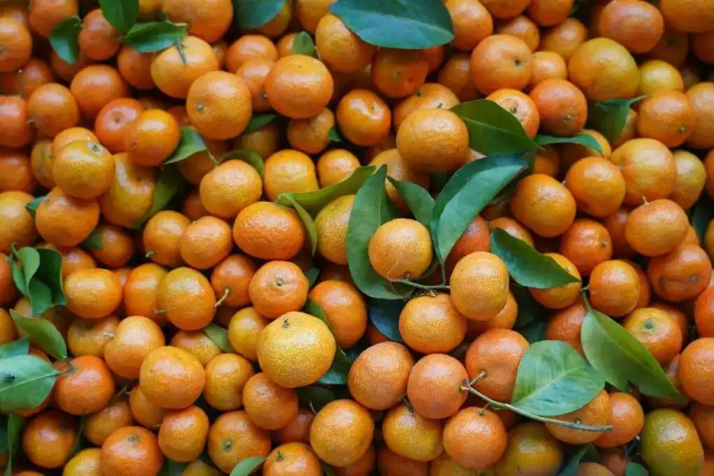 沙糖桔种植技术与管理