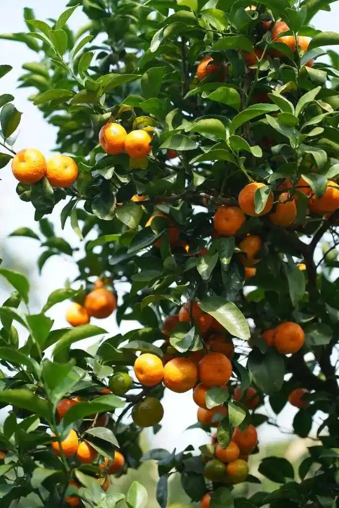 沙糖桔种植技术与管理