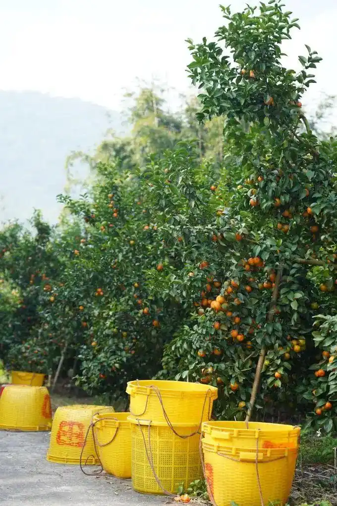 沙糖桔种植技术与管理