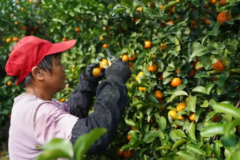 沙糖桔种植技术与管理