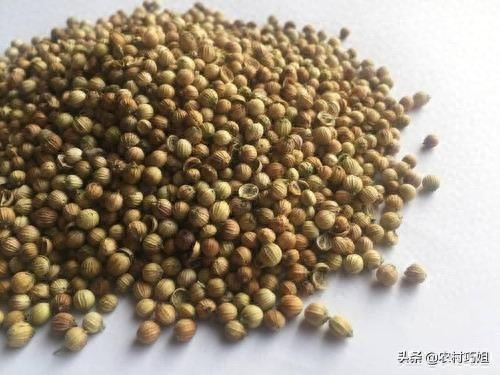 香菜种植时间和方法