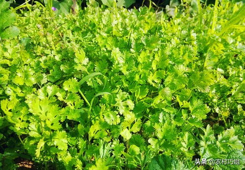 香菜种植时间和方法