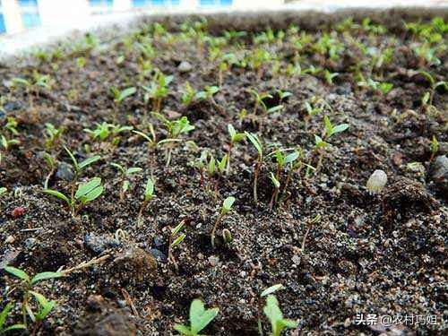 香菜种植时间和方法