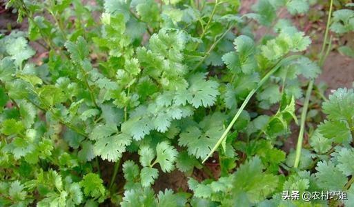 香菜种植时间和方法