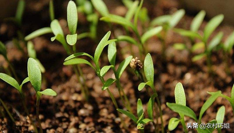 香菜种植时间和方法