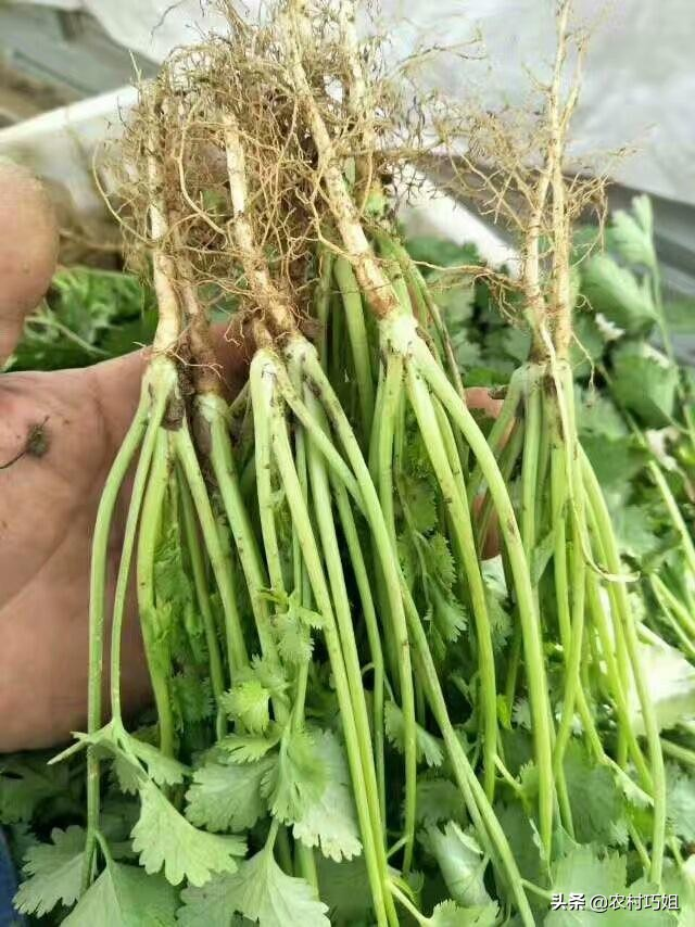 香菜种植时间和方法