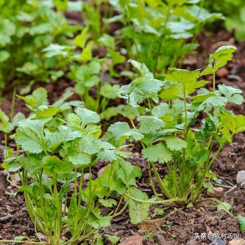 香菜种植时间和方法
