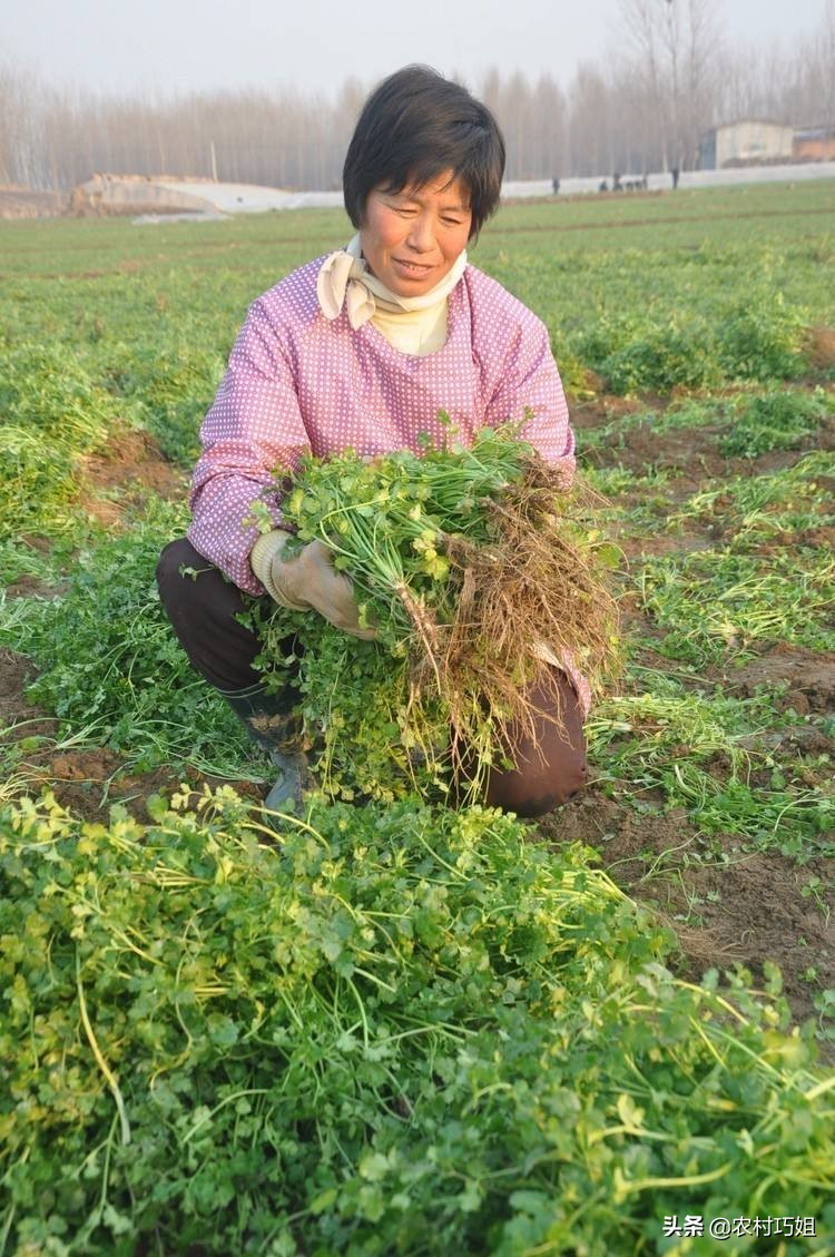香菜种植时间和方法