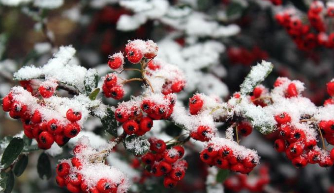 腊梅下山桩种植方法