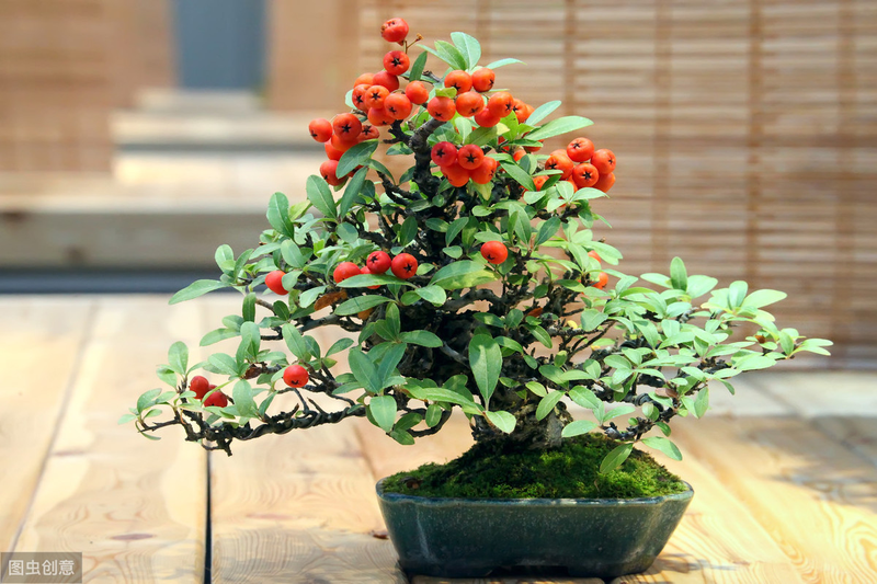 腊梅下山桩种植方法