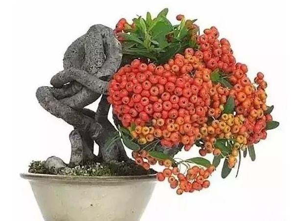 腊梅下山桩种植方法