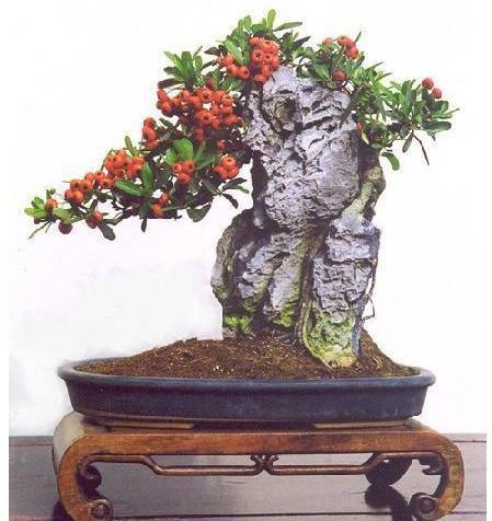 腊梅下山桩种植方法