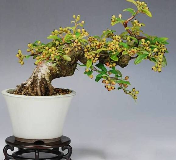 腊梅下山桩种植方法