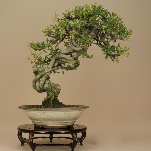 腊梅下山桩种植方法