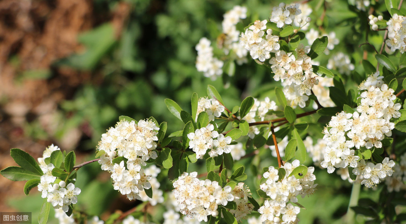 腊梅下山桩种植方法