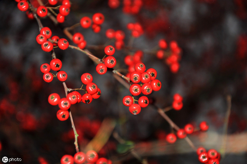 腊梅下山桩种植方法