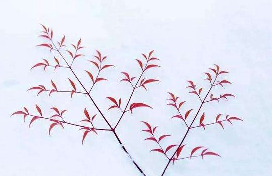 腊梅下山桩种植方法