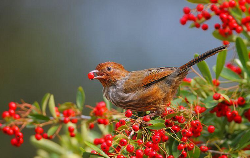 腊梅下山桩种植方法