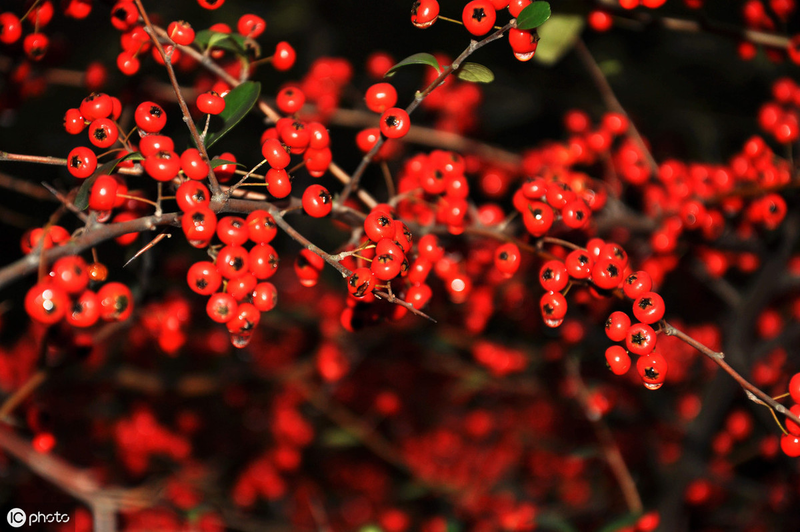腊梅下山桩种植方法
