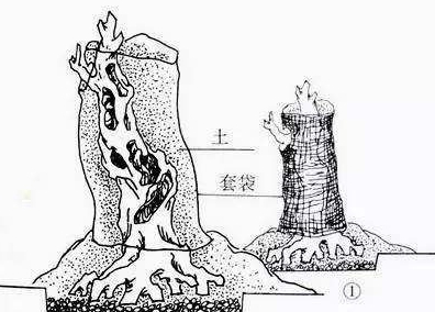 腊梅下山桩种植方法