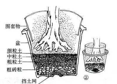 腊梅下山桩种植方法