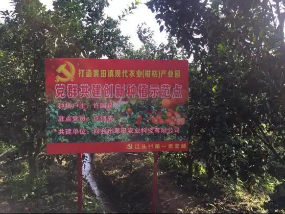 沙糖桔种植技术与管理