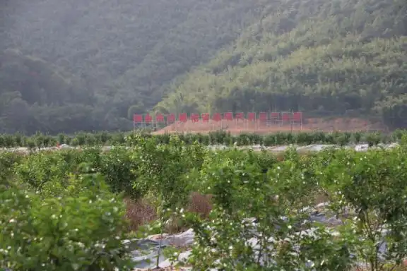 沙糖桔种植技术与管理