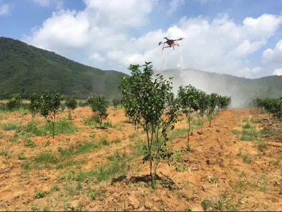 沙糖桔种植技术与管理