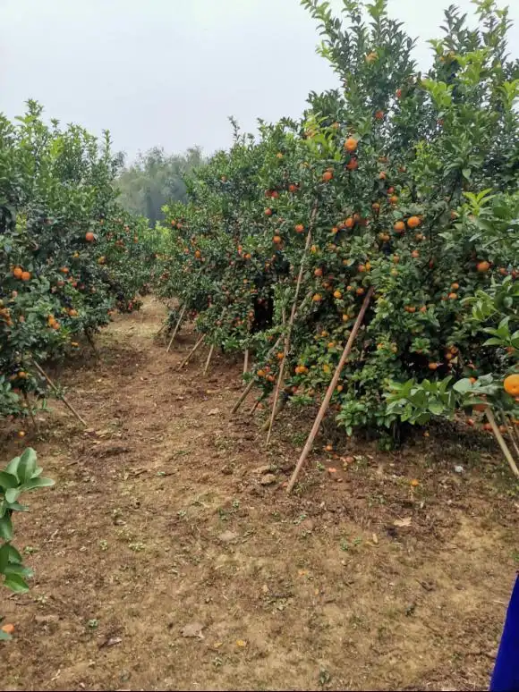 沙糖桔种植技术与管理