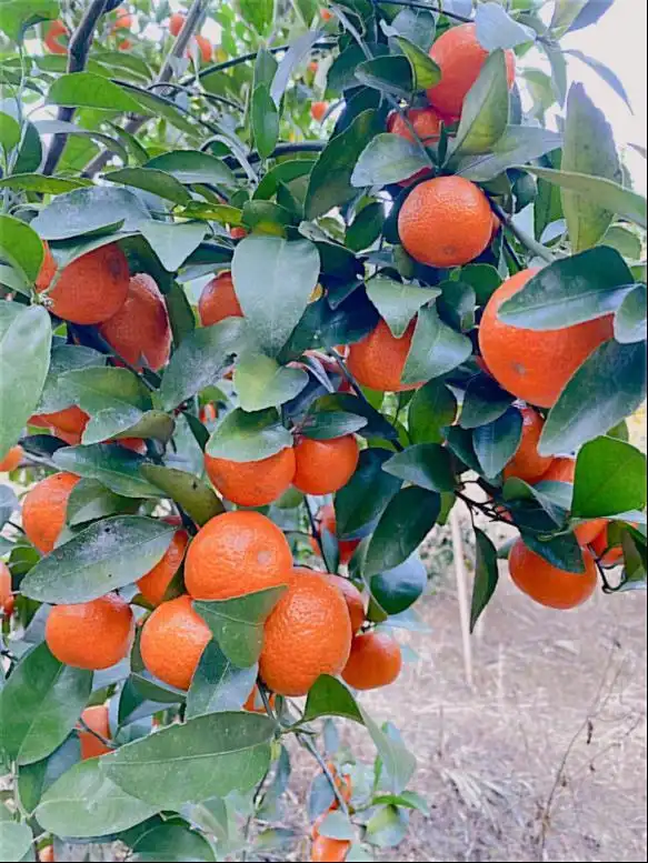 沙糖桔种植技术与管理