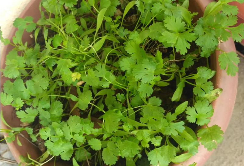 香菜种植时间和方法