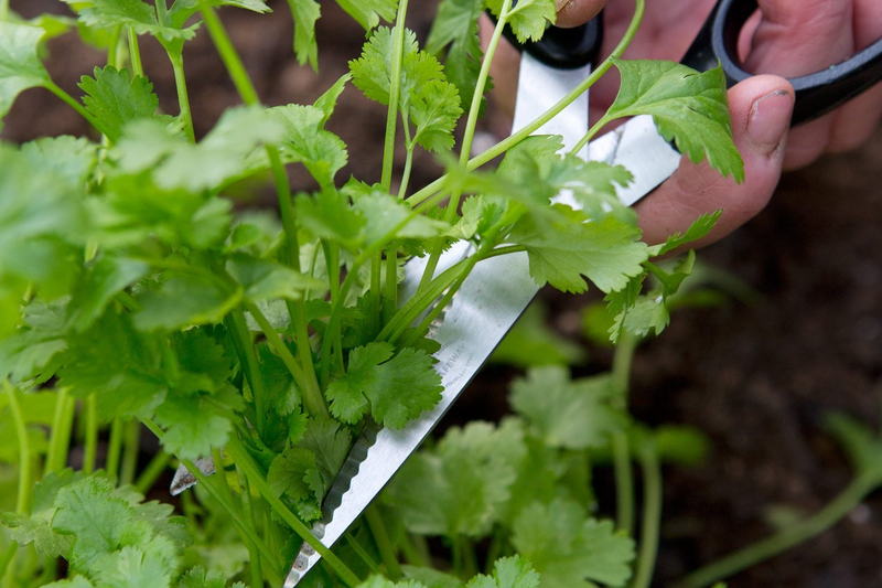 香菜种植时间和方法