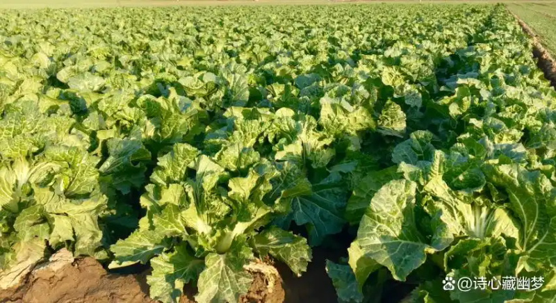 白菜种植技术