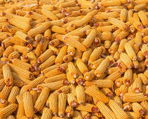 现在猪价行情走势图