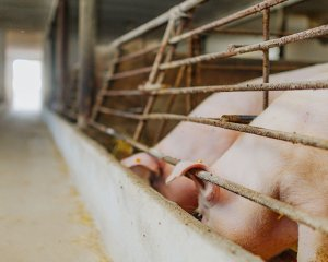 现在猪价行情走势图