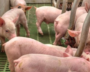 现在猪价行情走势图