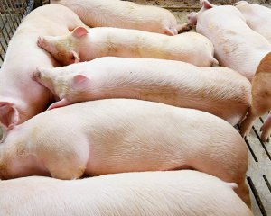 现在猪价行情走势图