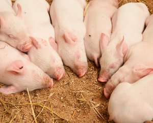 现在猪价行情走势图